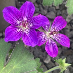 Snapučių Rozanne sodinukai su pristatymu į namus