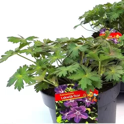 Snapučių Rozanne sodinukai su pristatymu į namus