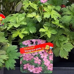 Snapučių Rozanne sodinukai su pristatymu į namus