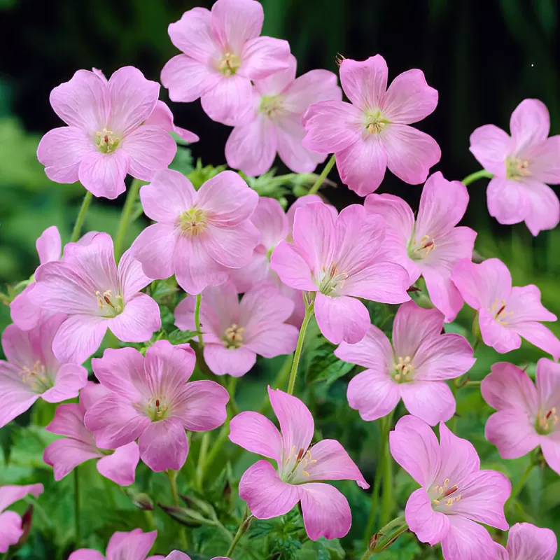 Snapučių Rozanne sodinukai su pristatymu į namus