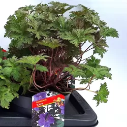 Snapučių Rozanne sodinukai su pristatymu į namus