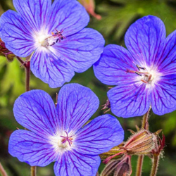 Snapučių Rozanne sodinukai su pristatymu į namus