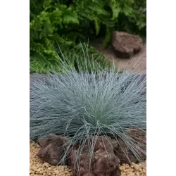 Festuca glauca INTENSE BLUE