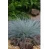 Festuca glauca INTENSE BLUE