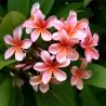 Plumeria rubra HAWAIIAN OPAL PINK