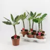 Plumeria rubra HAWAIIAN OPAL PINK