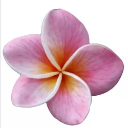 Plumeria rubra HAWAIIAN OPAL PINK