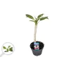 Plumeria rubra HAWAIIAN OPAL PINK