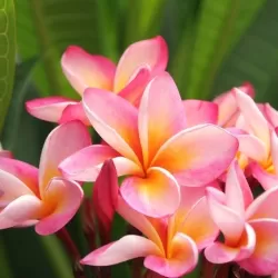 Plumeria rubra TRI-COLOUR