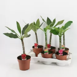 Raudonasis jostras - Plumeria rubra TRI-COLOUR