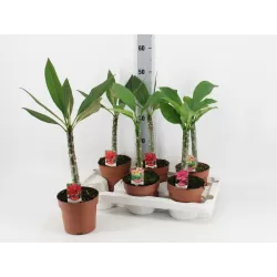 Raudonasis jostras - Plumeria rubra TRI-COLOUR