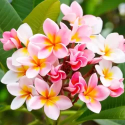 Plumeria rubra TRI-COLOUR