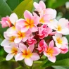Raudonasis jostras - Plumeria rubra TRI-COLOUR