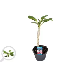 Plumeria rubra TRI-COLOUR