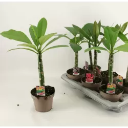 Raudonasis jostras - Plumeria rubra TRI-COLOUR