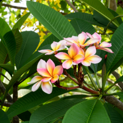 Raudonasis jostras - Plumeria rubra TRI-COLOUR