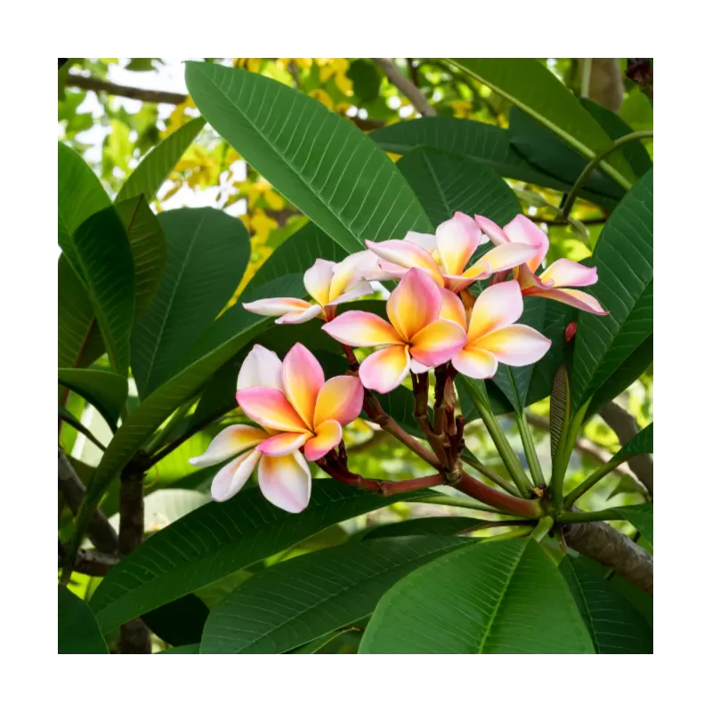 Plumeria rubra TRI-COLOUR