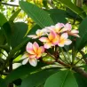 Plumeria rubra TRI-COLOUR