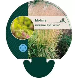 Melvenių sodinukai su pristatymu į namus