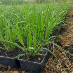 Melvenių sodinukai su pristatymu į namus