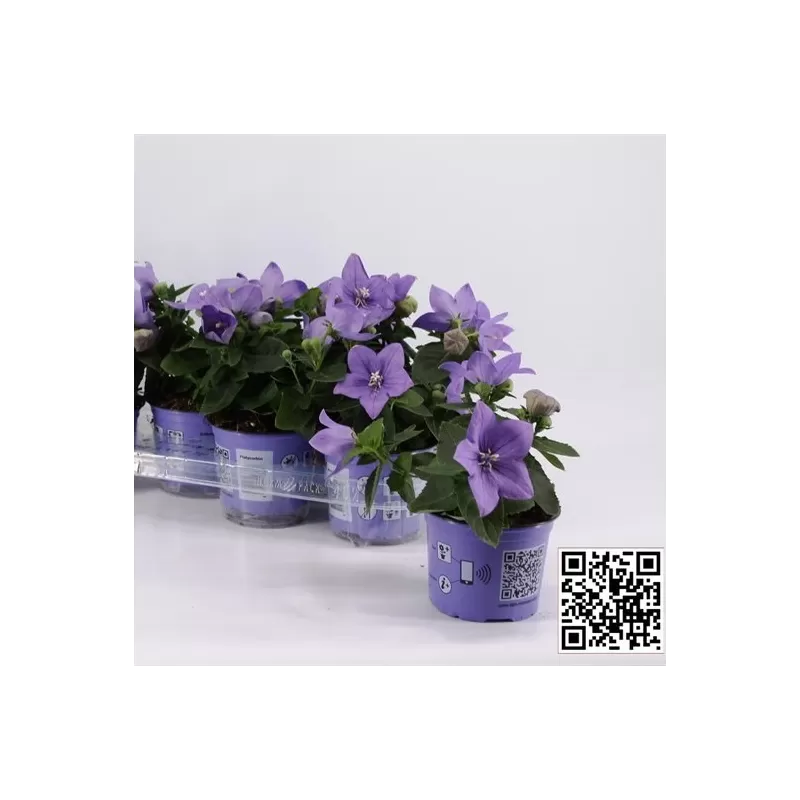 Stambiažiedis plačvarpis Astra Blue - Platycodon grandiflorus 12Ø 25cm
