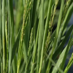 Melvenių sodinukai su pristatymu į namus