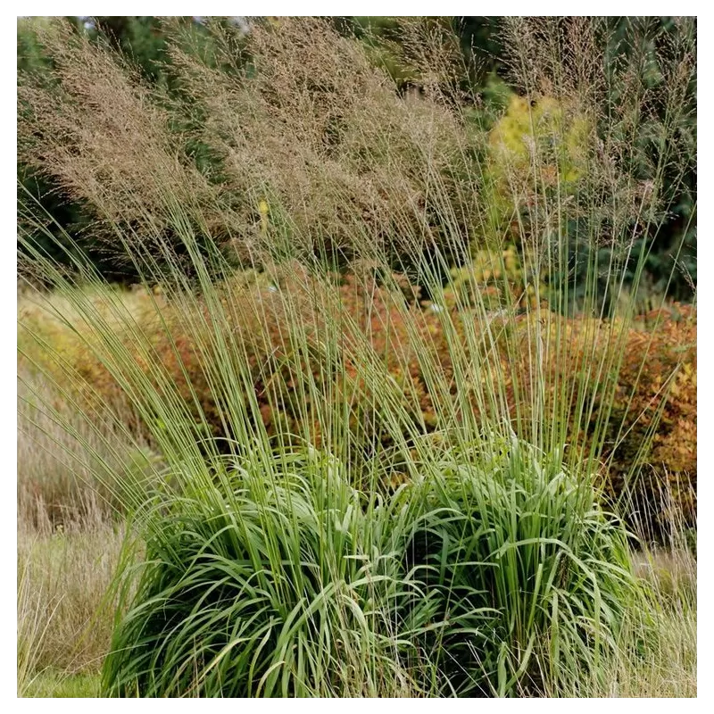 Melvenių sodinukai su pristatymu į namus