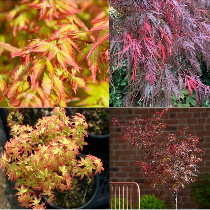 Acer palmatum