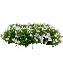 Garden plants/Trees/Flowers/ web-shop