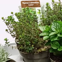 Citrininis čiobrelis - Thymus citriodorus LEMON
