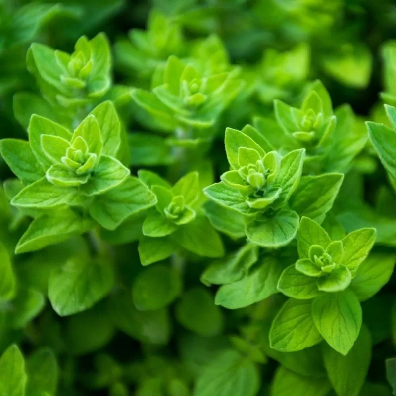 Raudonėlis - Origanum vulgare SUPREME