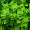 Raudonėlis - Origanum vulgare SUPREME