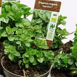 Raudonėlis - Origanum vulgare SUPREME