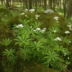 Kvapusis lipikas (krunė) - Galium odoratum