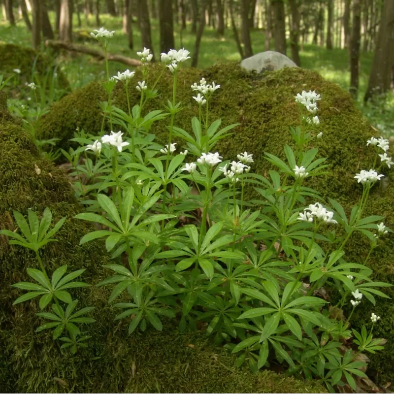 Kvapusis lipikas (krunė) - Galium odoratum
