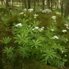 Kvapusis lipikas (krunė) - Galium odoratum
