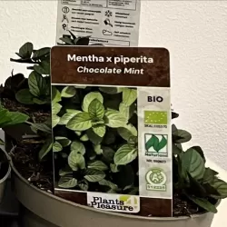 Šokoladinė pipirmėtė - Mentha piperita f. citrata CHOCOLATE MINT