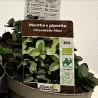 Mentha piperita CHOCOLATE MINT