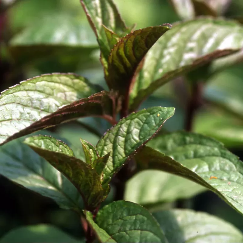 Šokoladinė pipirmėtė - Mentha piperita f. citrata CHOCOLATE MINT