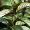 Mentha piperita CHOCOLATE MINT