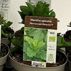 Šaltmėtė - Mentha spicata MOROCCAN BEAUTY