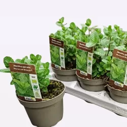 Šaltmėtė - Mentha spicata MOROCCAN BEAUTY