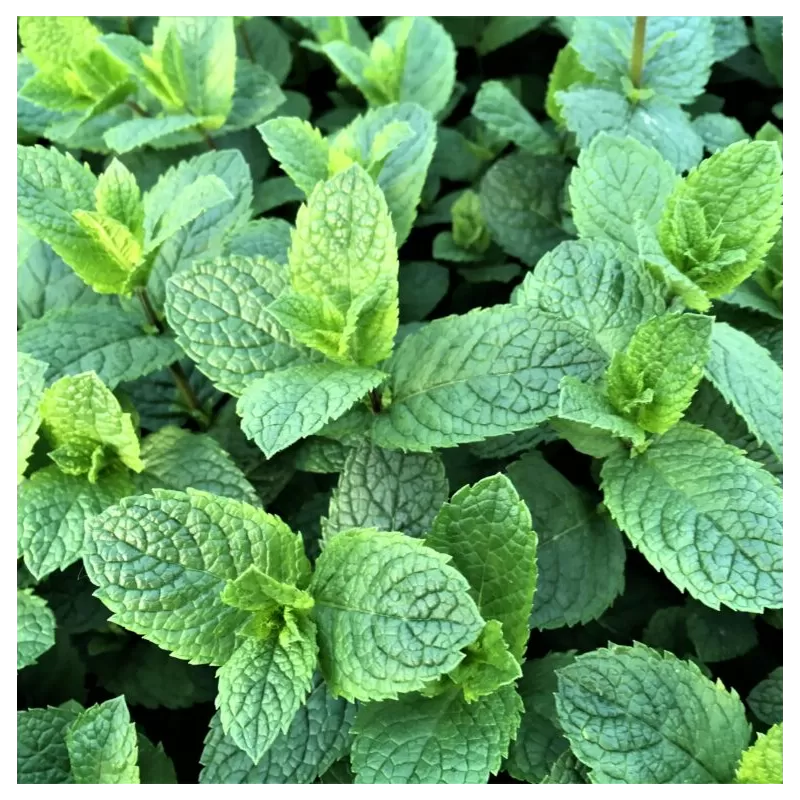 Mentha spicata MOROCCAN SUMMER