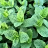 Mentha spicata MOROCCAN SUMMER