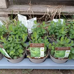 Šaltmėtė - Mentha spicata MOROCCAN SUMMER