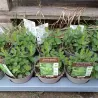 Mentha spicata MOROCCAN SUMMER
