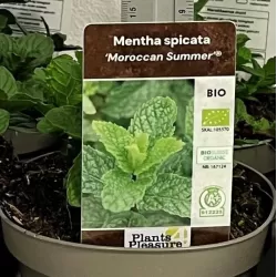Šaltmėtė - Mentha spicata MOROCCAN SUMMER