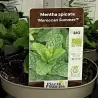 Mentha spicata MOROCCAN SUMMER