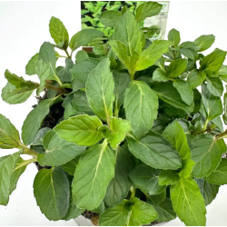 Šaltmėtė - Mentha spicata SWISS MINT