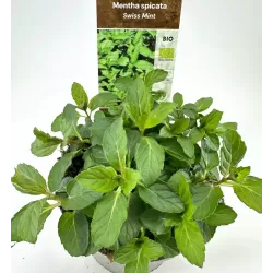 Šaltmėtė - Mentha spicata SWISS MINT